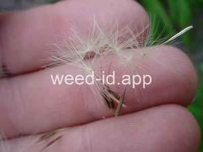 falsedandelion, Carolina