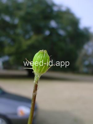 falsedandelion, Carolina