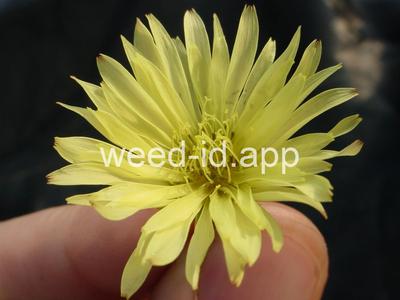 falsedandelion, Carolina