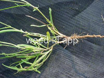 falsedandelion, Carolina