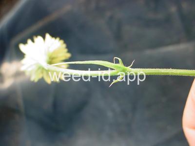 falsedandelion, Carolina