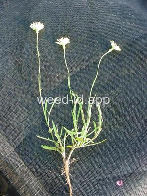 falsedandelion, Carolina