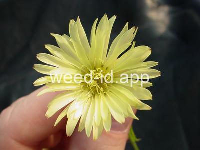 falsedandelion, Carolina