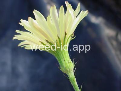 falsedandelion, Carolina