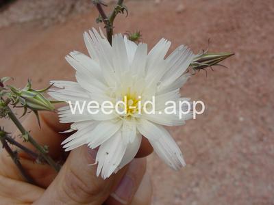 Rafinesquia neomexicana