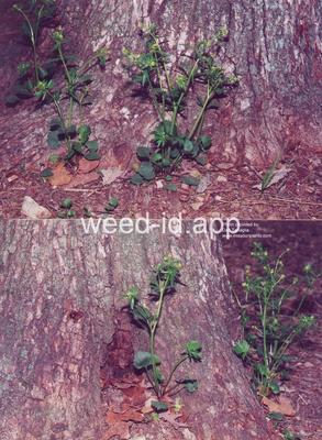 buttercup, smallflower