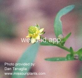 buttercup, smallflower