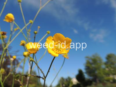 Ranunculus acriformis