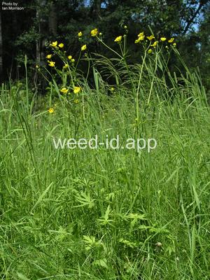 buttercup, tall
