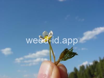 Ranunculus aquatilis