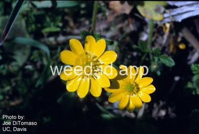 buttercup, California