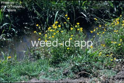 buttercup, California