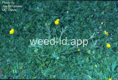 buttercup, California