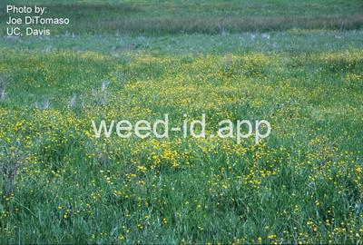 buttercup, California