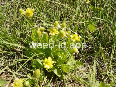 Ranunculus cymbalaria