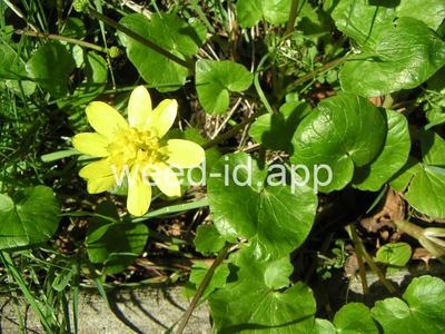Ranunculus ficaria