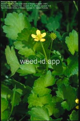 buttercup, roughseed