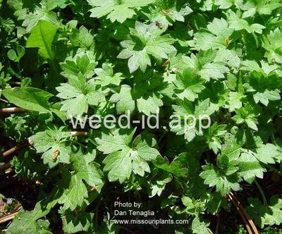 buttercup, small-flower