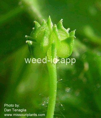 buttercup, small-flower