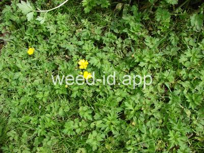 buttercup, creeping
