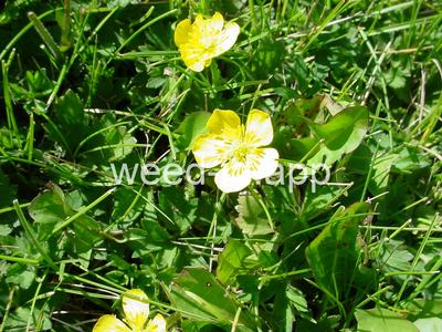 buttercup, creeping