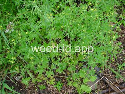 Ranunculus uncinatus