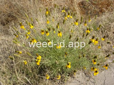 coneflower, upright prairie