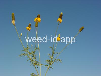 coneflower, upright prairie