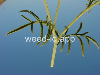 coneflower, upright prairie