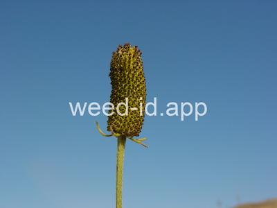 coneflower, upright prairie