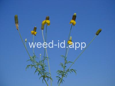 coneflower, upright prairie