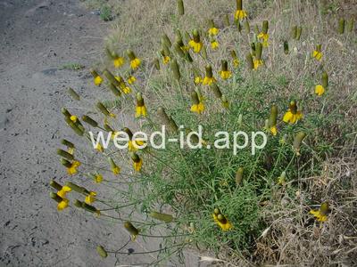 coneflower, upright prairie