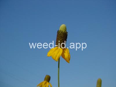 coneflower, upright prairie