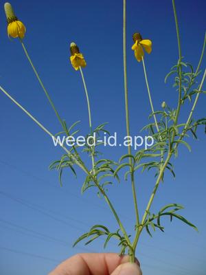 coneflower, upright prairie