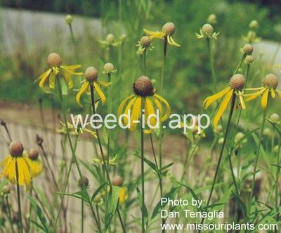 coneflower, pinnate prairie