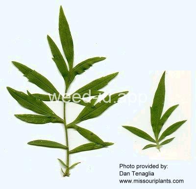 coneflower, pinnate prairie