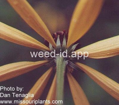 coneflower, pinnate prairie