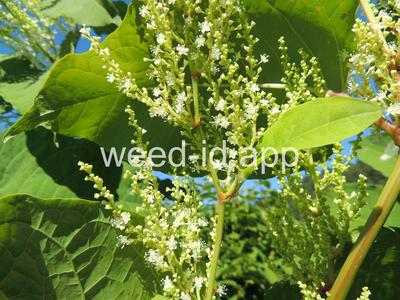 knotweed, Bohemian
