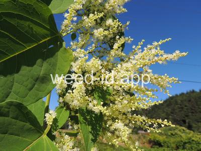 knotweed, Bohemian