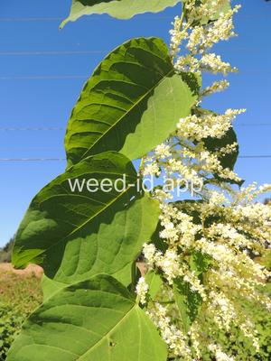 knotweed, Bohemian