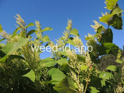 knotweed, Bohemian