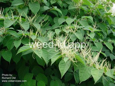 knotweed, Bohemian