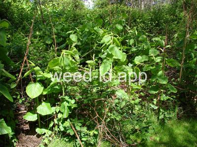 knotweed, Sakhalin