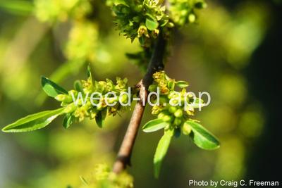 buckthorn