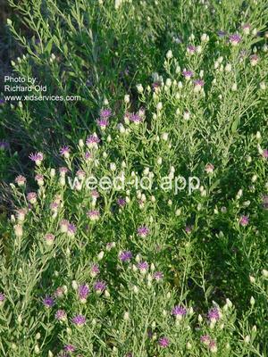 knapweed, Russian
