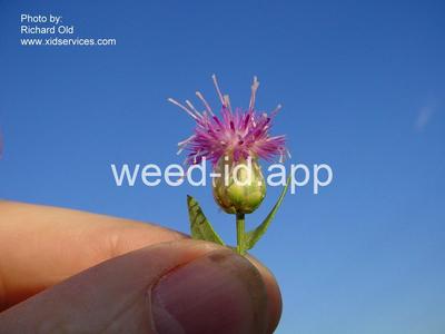 knapweed, Russian