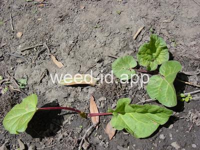 Rheum rhabarbarum