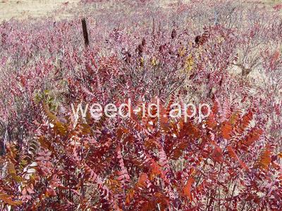 sumac, smooth