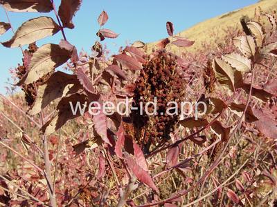 sumac, smooth