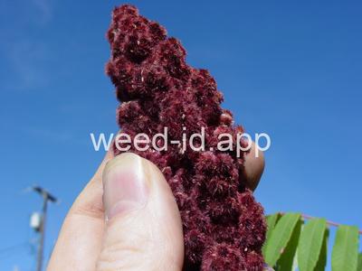 sumac, staghorn